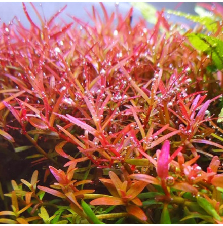 Rotala Colorata, InVitro