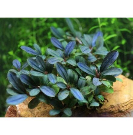 Bucephalandra Blue Green