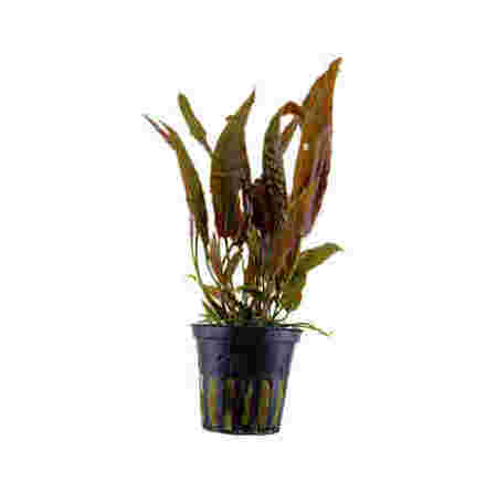 Cryptocoryne usteriana