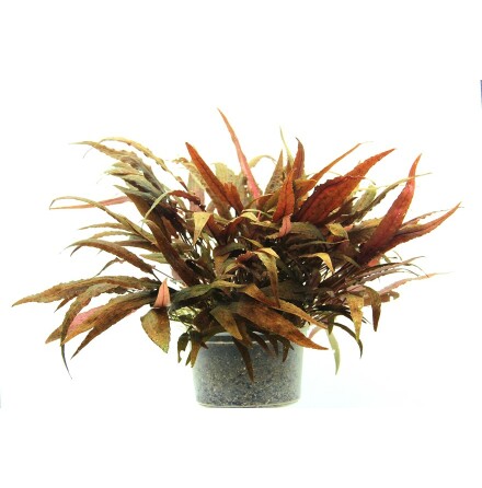 Cryptocoryne Affinis