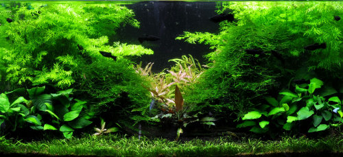 Inspiration 128liters akvarium